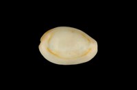 藏品(金環寶螺)的圖片